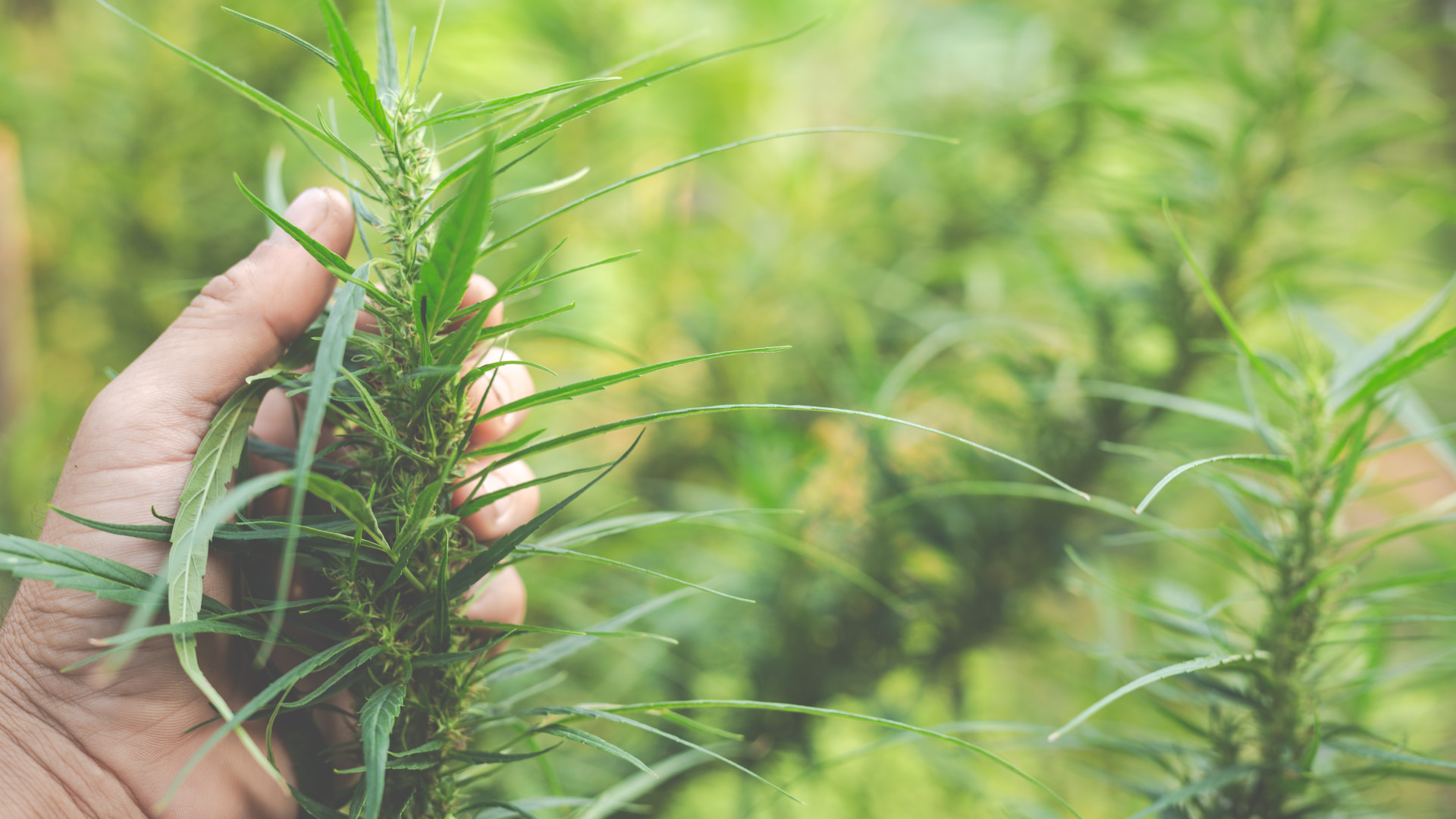 Ferme de CBD dans le Var : l’essor d’une production française !